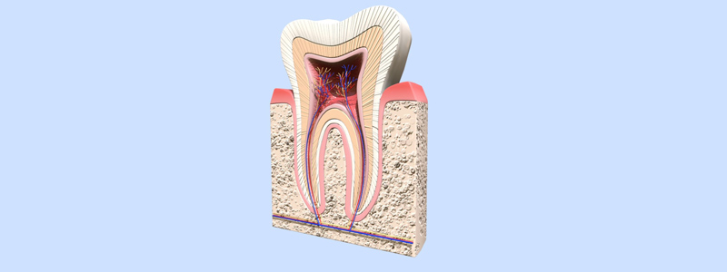 آشنایی با ساختار دندان٬ عفونت پالپ دندان و مراحل عصب‌کشی